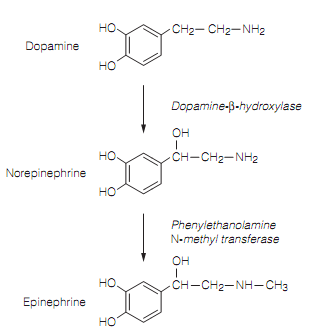 2446_Noradrenaline (norepinephrine) and adrenaline (epinephrine) synthesis.png